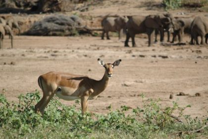 impala eles