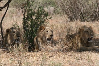 New Male Lions in Samburu – Photo credit Robbie Labanowski.