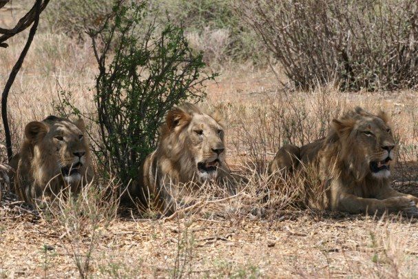New Male Lions in Samburu – Photo credit Robbie Labanowski.