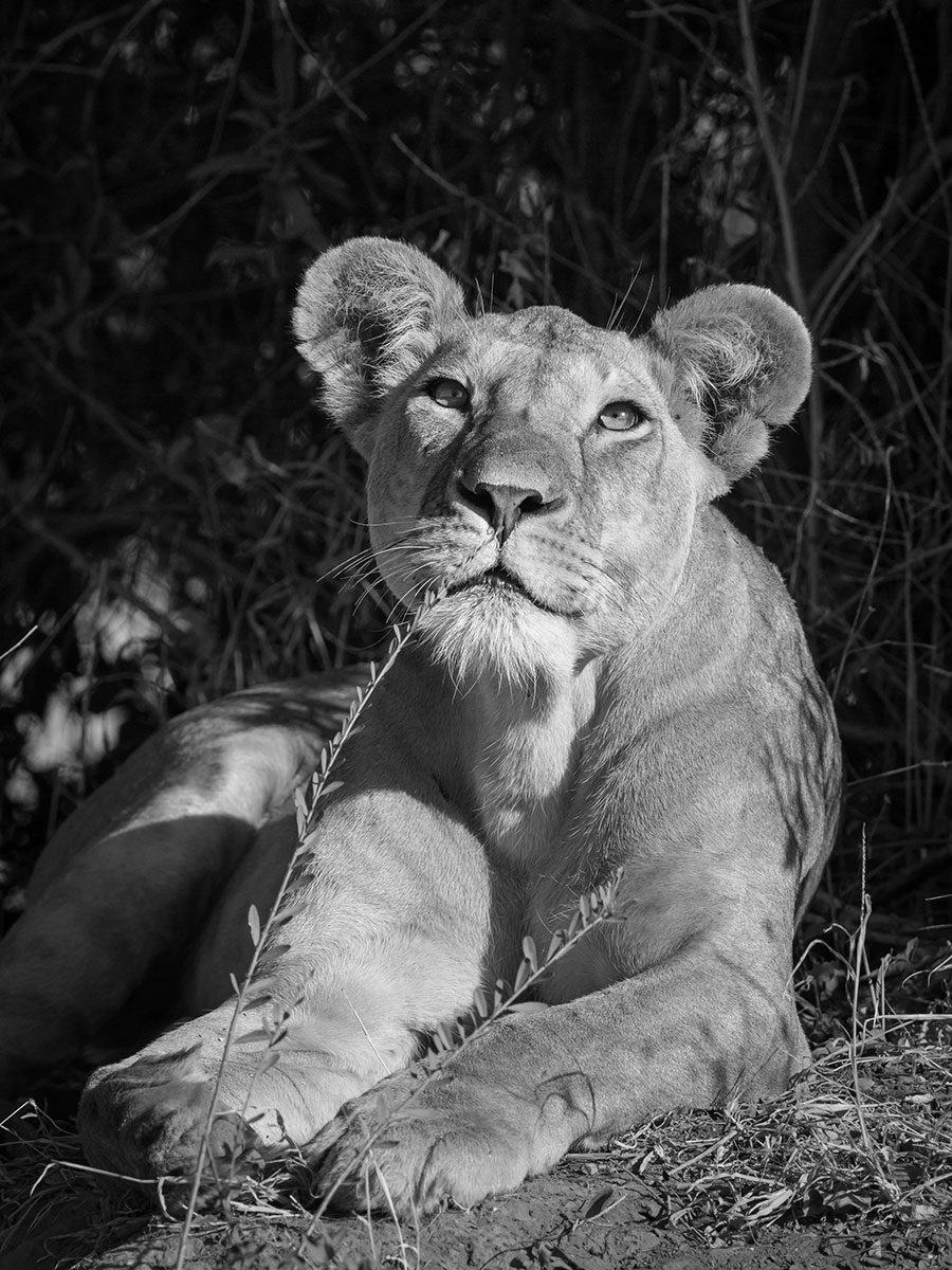 resting-lion