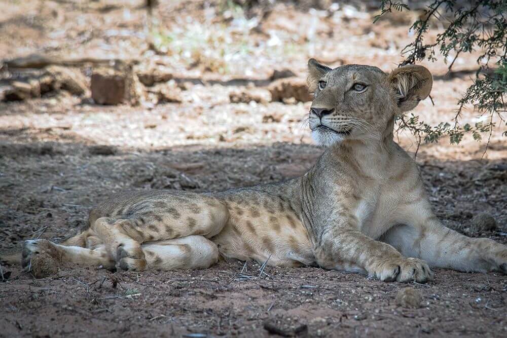injured-female-cub-before-treatment@janewynyard