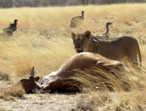 Human-Carnivore Conflict – Ewaso Lions