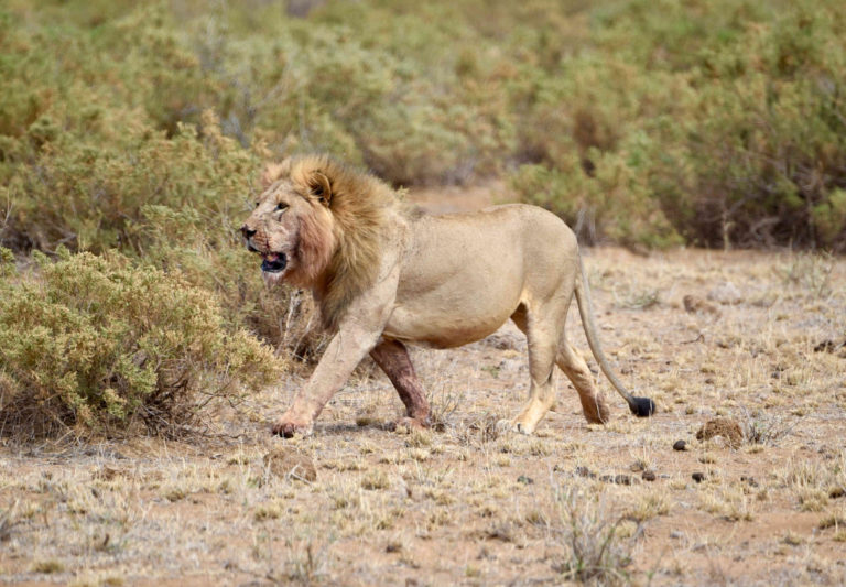 Lion Habitat – Ewaso Lions