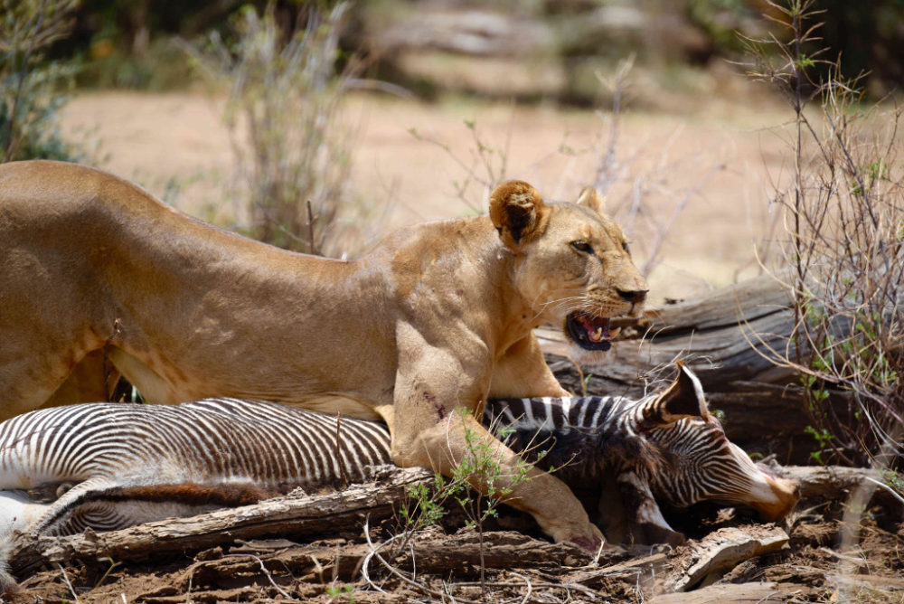 Human-Carnivore Conflict – Ewaso Lions