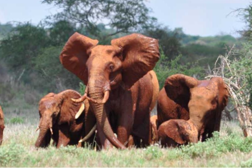 Herd of elephants 1000×667