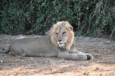 New Males Il Ngwesi 2