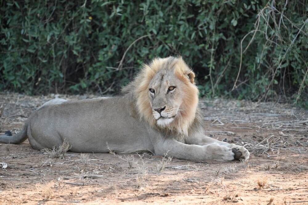 New Males Il Ngwesi 2