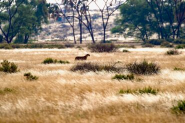 A year of firsts by Jillian Knox