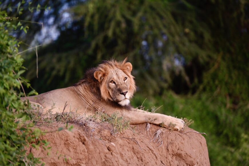 LION CONSERVATION BBC