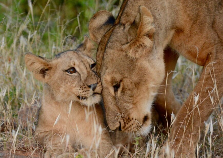 LIONS NAT GEO ARTICLE