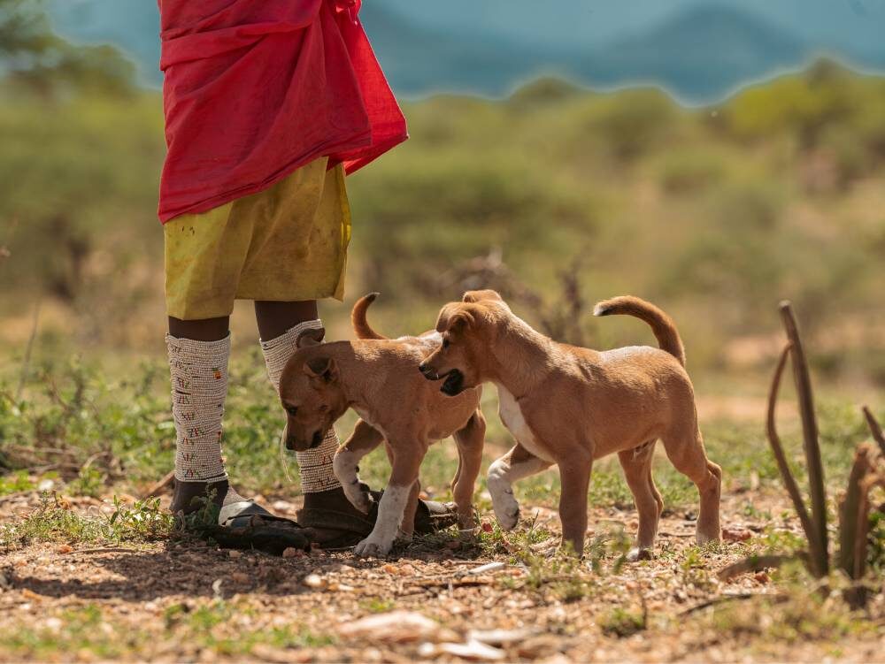 Westgate Annual Vaccinations Day2–54
